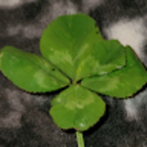 Meet your Posher, Jimi